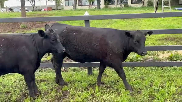 Lote 2 Vaquilla Encaste