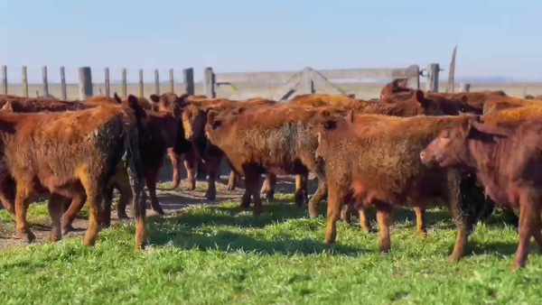 Lote 65 Terneras en Las Flores, Buenos Aires