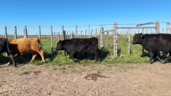 Lote TERNEROS Y TERNERAS