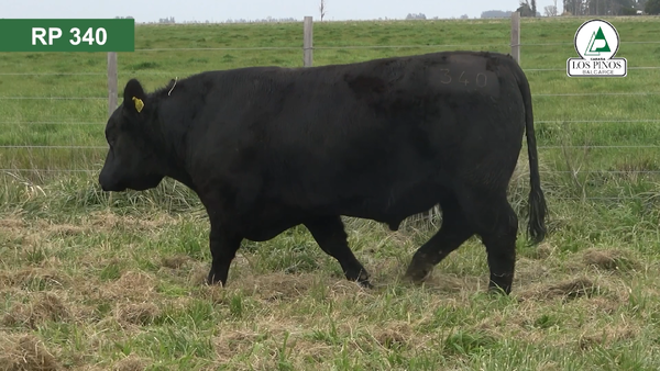 Lote 3 Toros ANGUS en Balcarce