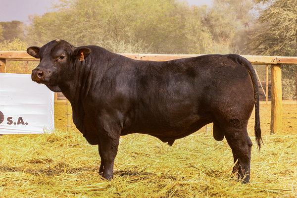 Lote LOTE 67