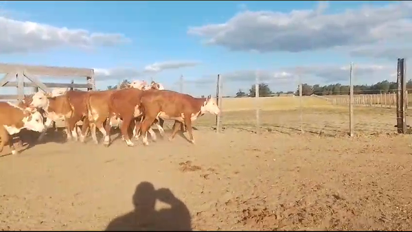 Lote 10 Terneras, San José