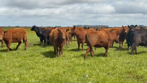 Lote 35 Vaquillonas c/garantía de preñez