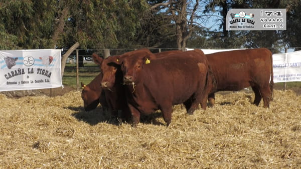 Lote VAQUILLONAS PC PARICION OTOÑO