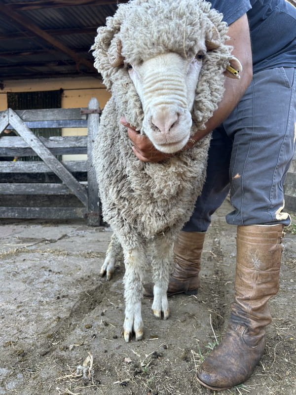 Lote Borrego 4/6D (MO: No)