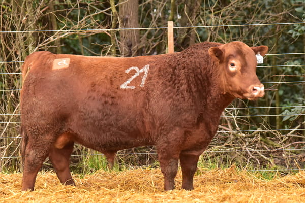 Lote TOROS ANGUS PC