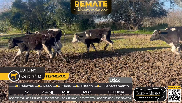 Lote 32 Terneros en Colonia