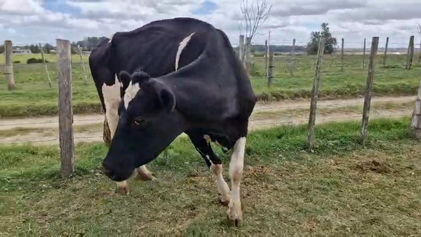 Lote Vaca, San José