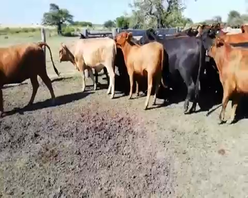 Lote 20 Vaquillonas C/ servicio en Villaguay, Entre Ríos