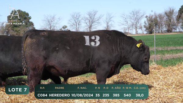 Lote TOROS PC a CAMPO con DEPs