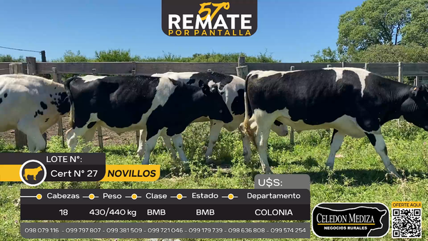 Lote 18 Novillos en Paso Morlan, Colonia