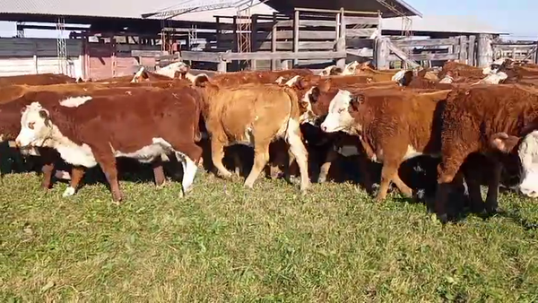 Lote 67 Terneras