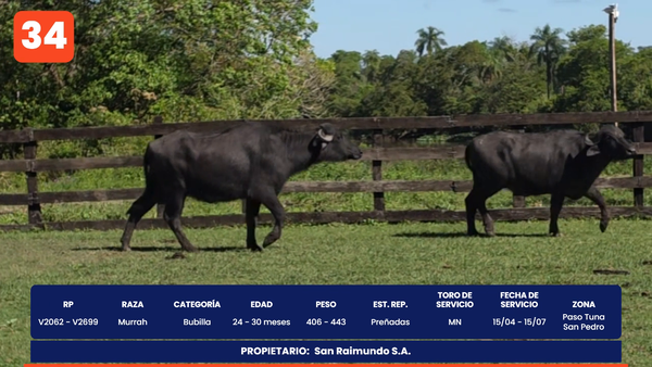 Lote LOTE 34