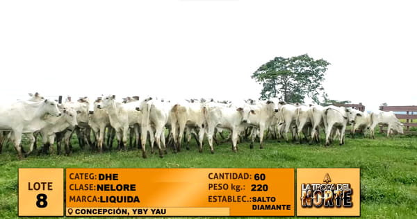 Lote Lote 8
