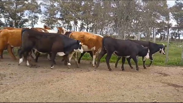 Lote (Vendido)16 Terneras CRUZAS 175kg -  en CUCHILLA EL PERDIDO