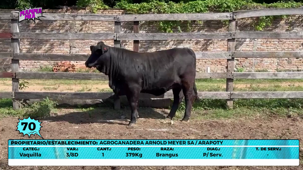 Lote LOTE 70- EN VIVO