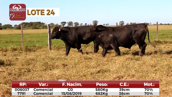 Lote Reproductores de Alborada - Lote 24