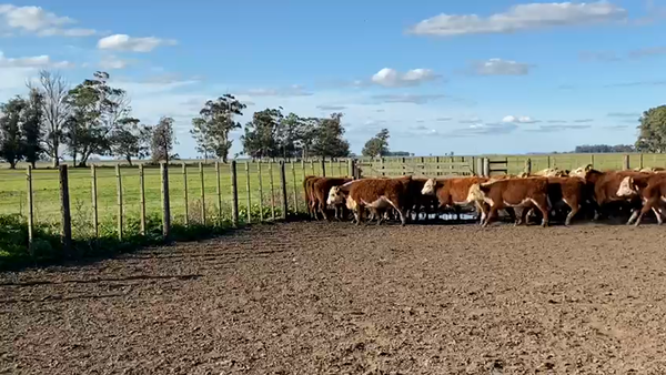 Lote Vivoratá Novillos Hereford