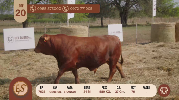 Lote TOROS BRANGUS 24 MESES