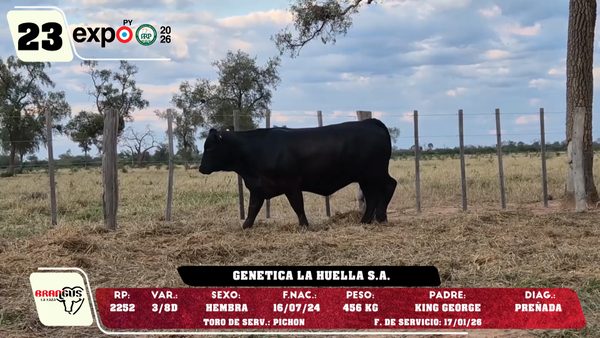 Lote LOTE 23
