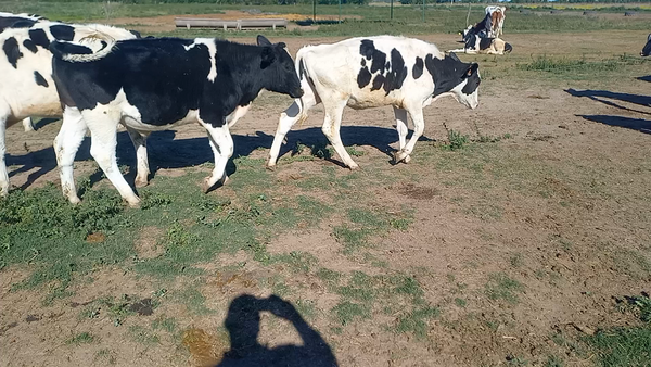 Lote 13 Novillitos