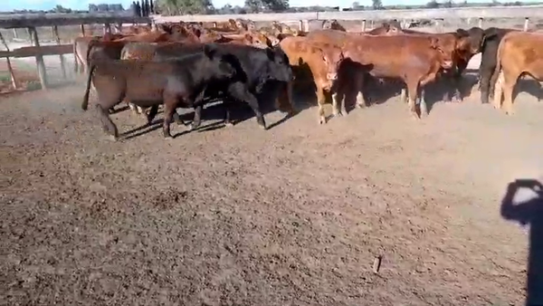 Lote 40 Novillitos en Villaguay, Entre Ríos