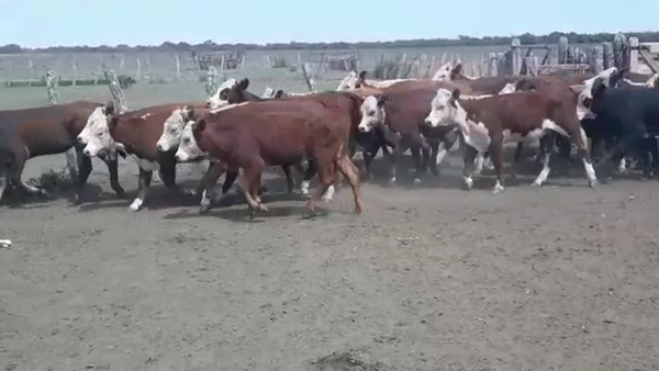 Lote 40 Terneros/as en Federal, Entre Ríos