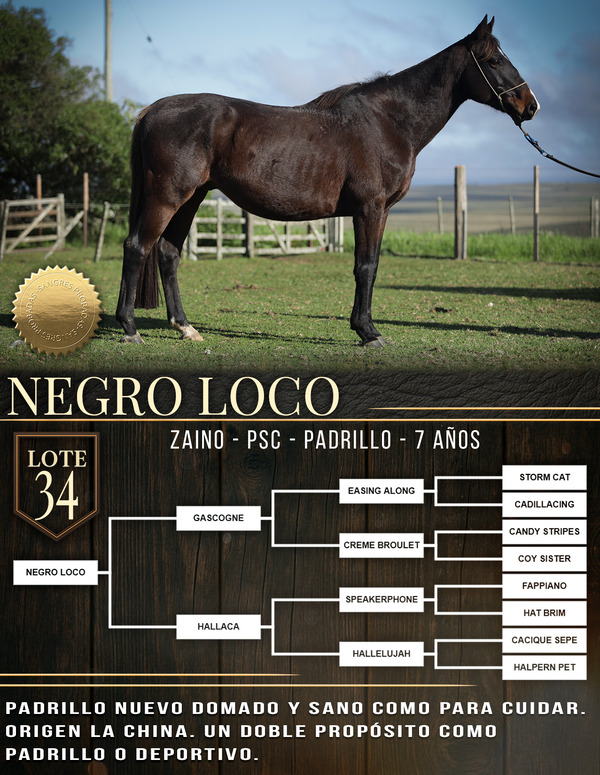 Lote NEGRO LOCO