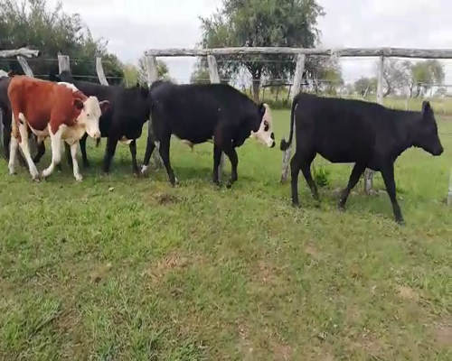 Lote 30 Terneros en Concordia, Entre Ríos