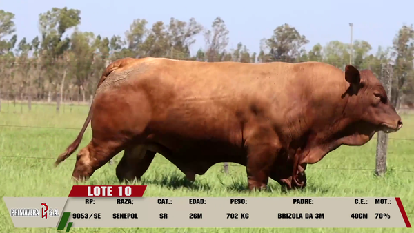 Lote LOTE 10