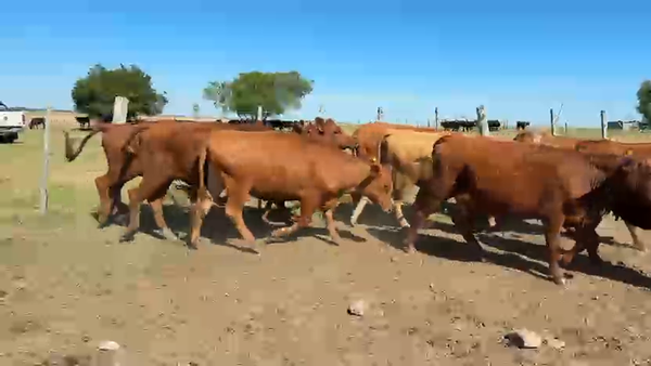 Lote VAQUILLONA PREÑADAS