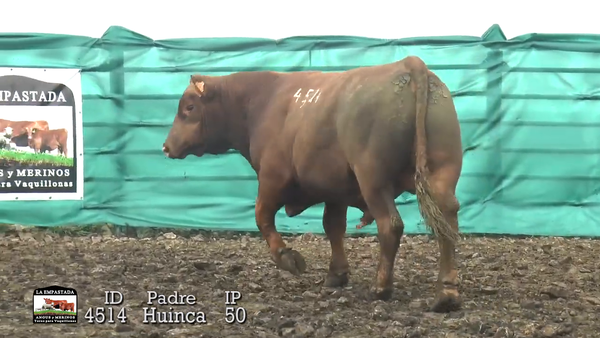 Lote 3 Toros, Durazno