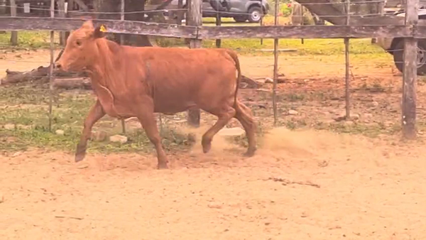 Lote Vaquillas Brangus 325kg -  en Cnel. Oviedo