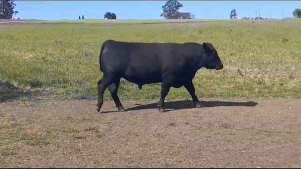 Lote TORO PI - RP 177