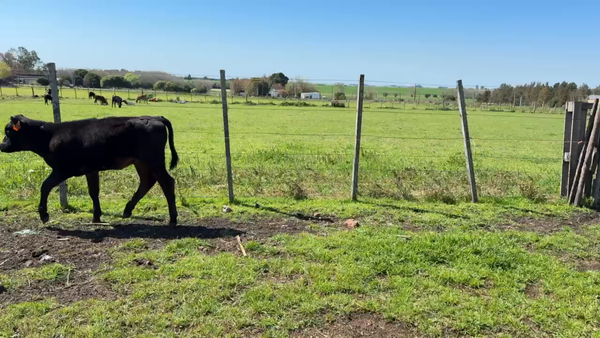 Lote TERNEROS Y TERNERAS