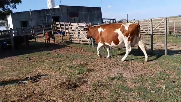 Lote Vacas próximas, San José