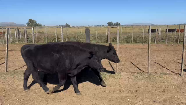 Lote 44 Novillitos y vaquillonas en Balcarce, Buenos Aires