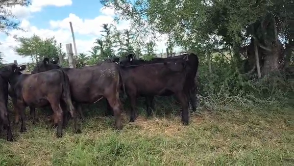 Lote 17 Vaquillonas , San José