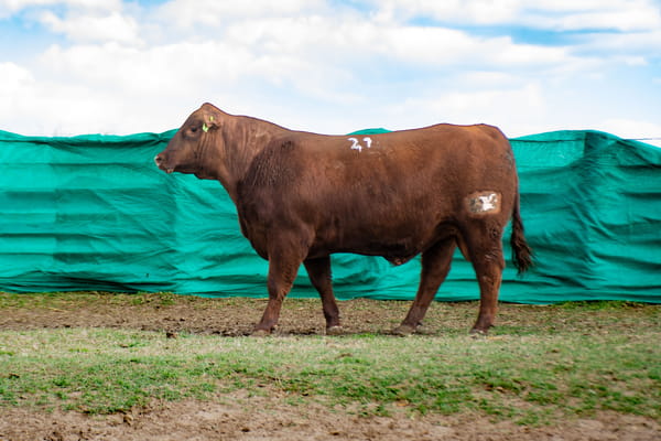 Lote Toros