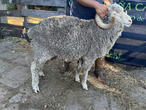 Lote Borrego 4/6D (MO: Si)