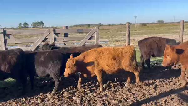 Lote 80 Novillitos