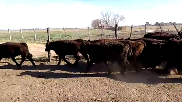 Lote 30 Terneras en San Andrés de Giles, Buenos Aires