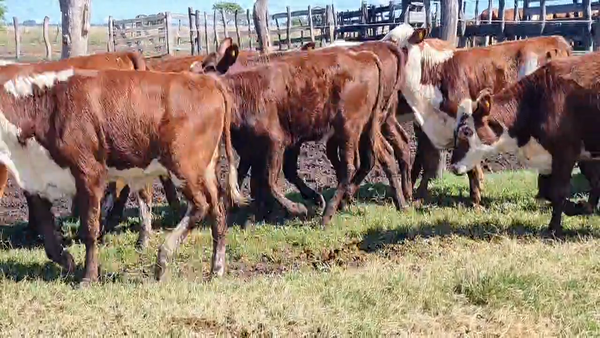 Lote 165 Terneras
