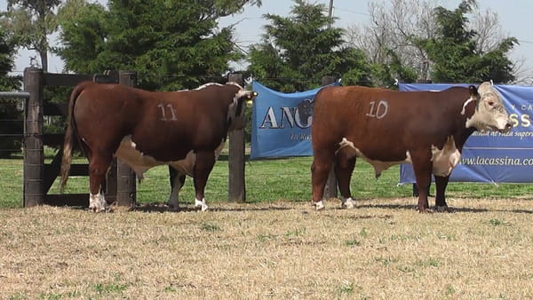 Lote TOROS P.HEREFORD PR
