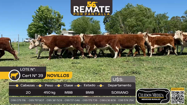 Lote 20 Novillos en Cardona, Soriano