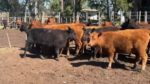 Lote 22 Terneras