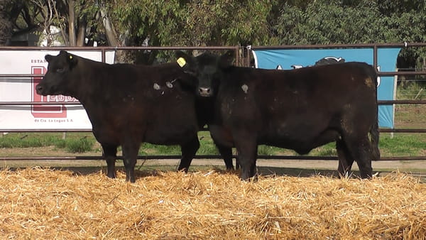 Lote VAQUILLONAS ANGUS  PP
