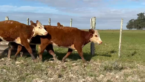 Lote 3 Vaquillonas 1-2 Polled Hereford PI Entoradas Orden 4