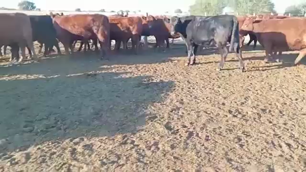 Lote 30 VAQUILLONAS P/ENTORAR