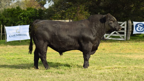 Lote CABAÑA COEMBOTÁ: RP 203